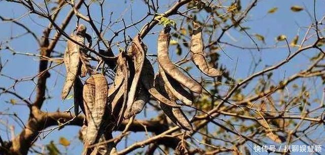 洗衣机|古代可没有什么立白、蓝月亮,那古人们是怎么洗衣服的?