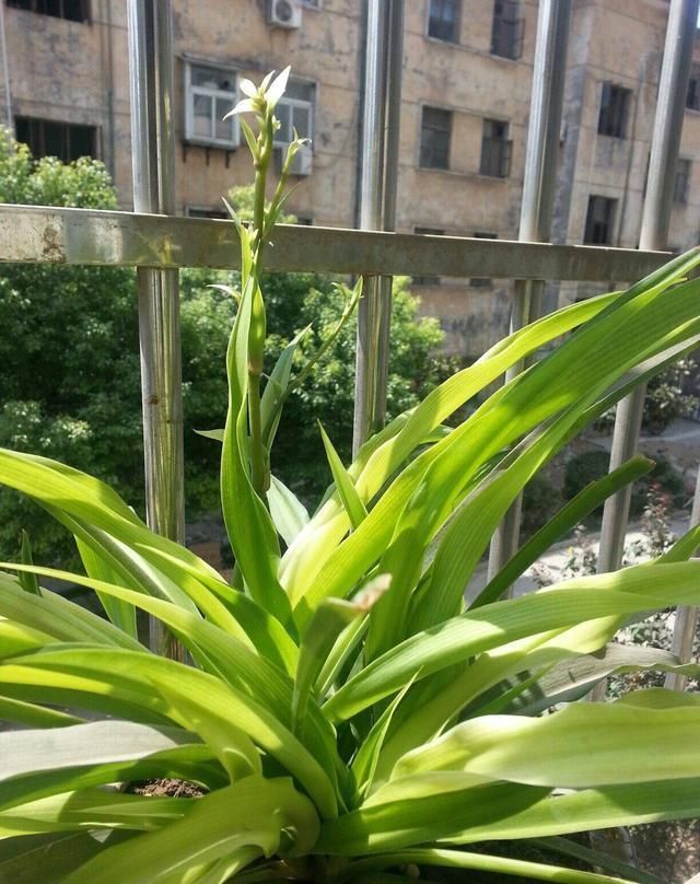 地方|吊兰放在家中哪个位置摆放在“3个地方”,一天一个样,长爆盆