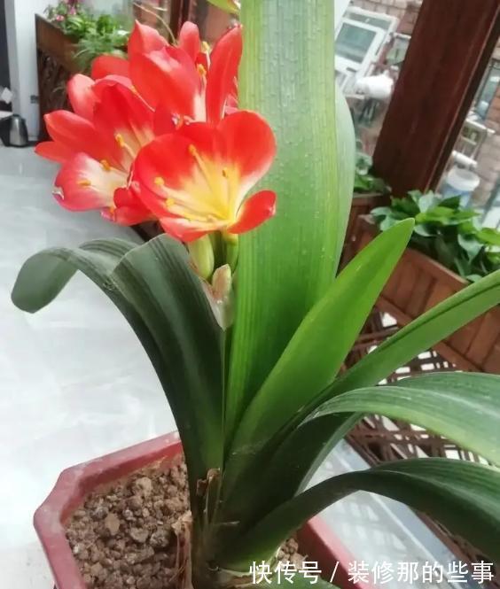 晒伤|适合客厅养的“4种花”,少晒太阳、少浇水,开花越旺“人也旺”