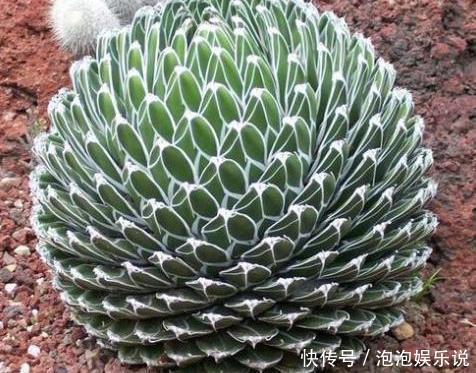 5种好养的长寿之花，轻松就能养活，几十年都不死，早看早知道