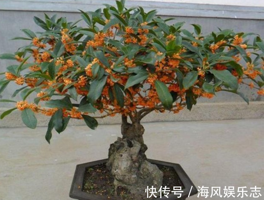 桂花桂花|聪明人都养“3种花”，镇宅旺财添富贵，新的一年好运到，幸福到