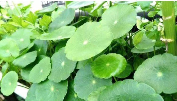 想要”铜钱草“叶片又厚、又大,做好关键2点,呼呼长,挤满盆
