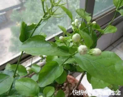 栀子|养栀子花、茉莉花这点最关键,不黄叶掉叶,开花多又香,爆满盆!