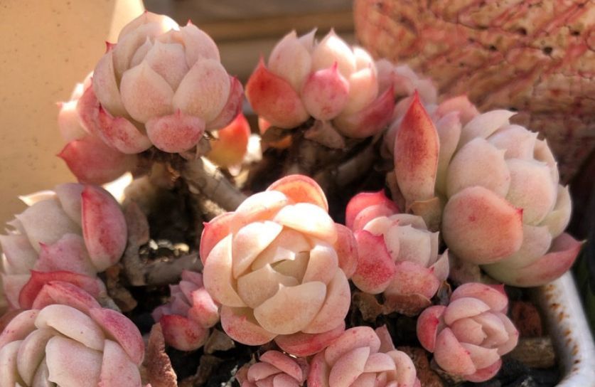 贝瑞|冰梅和双子贝瑞,一直分不清的2种多肉,养过才知道起码有4点区别