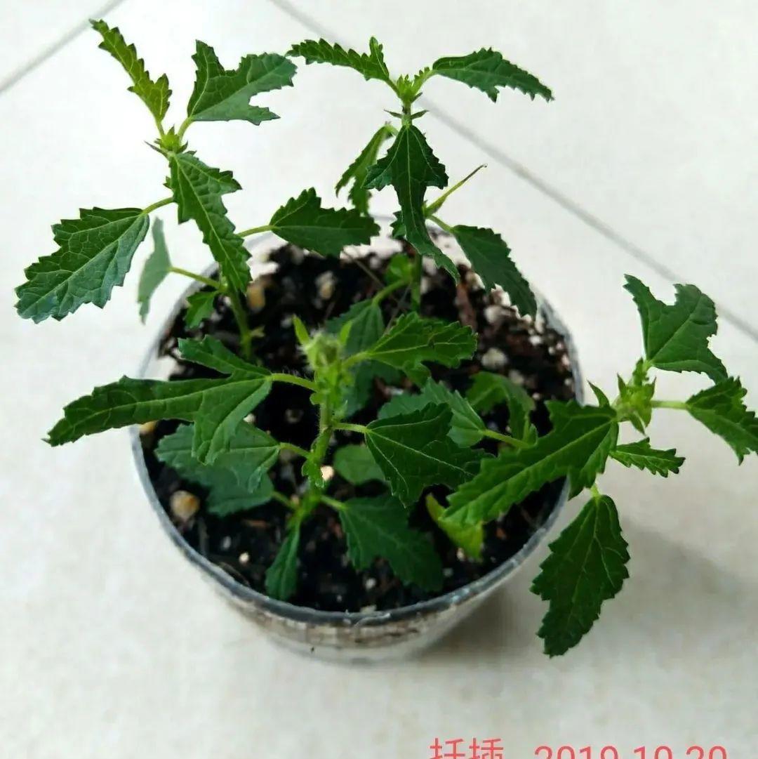 风雨兰|从养花大神家,偷来3个爆花技巧,快学,24小时后删