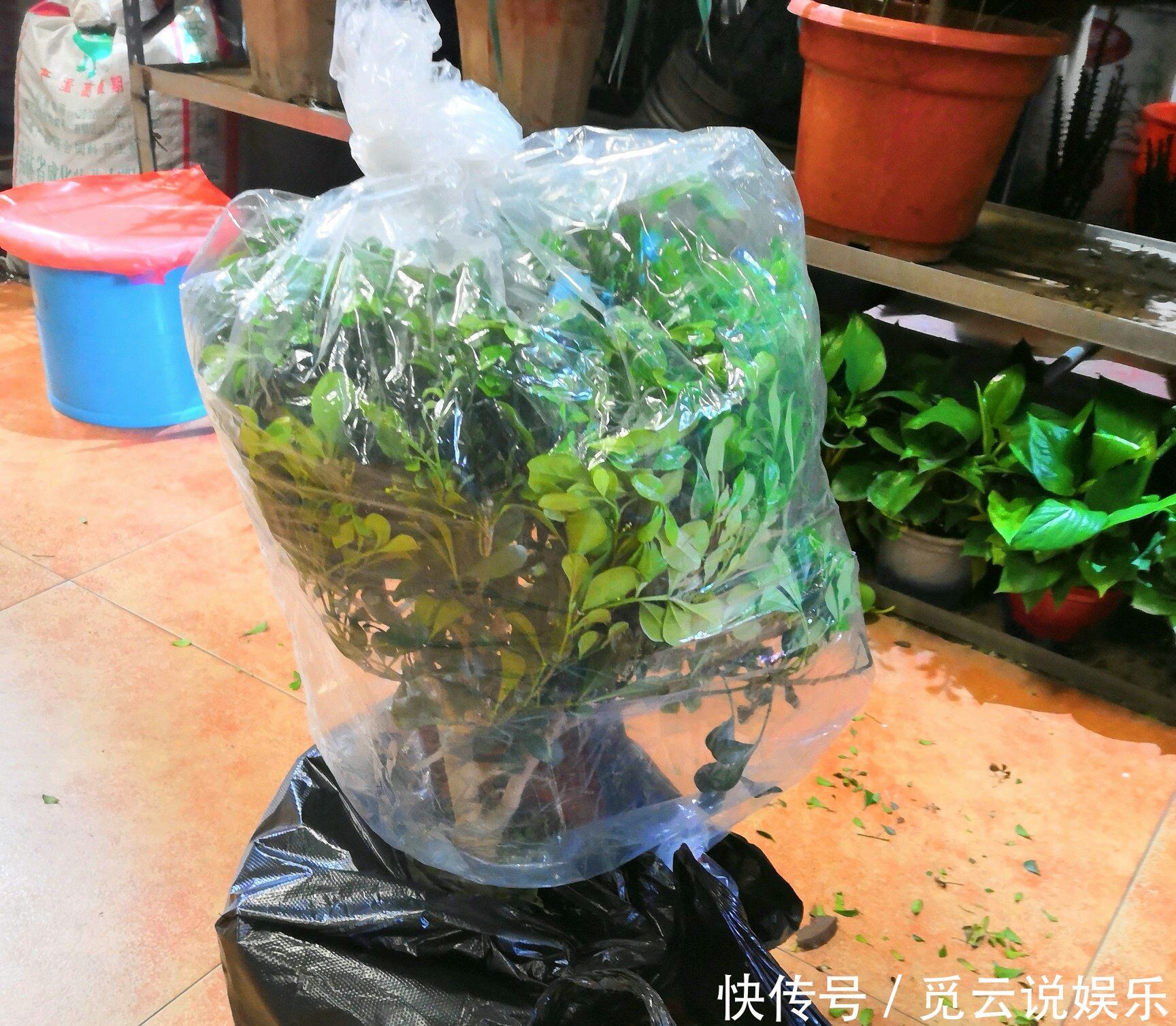 米兰盆栽换盆后叶片发黄又掉落该怎么办两种换盆方式两种方法