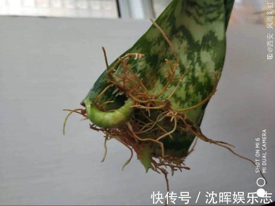 非洲堇|这花送人，只用送一片叶子，插土就活不心疼！