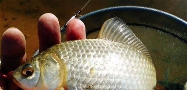 鱼儿|春钓时,每天这两个时间段钓鱼都是连竿,许多钓友竟然还在睡觉