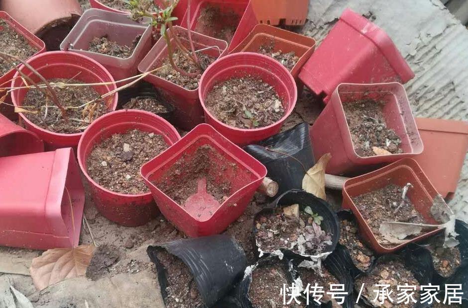 放手|符合这些条件之一，就不太适合养多肉植物，放手吧，省钱省心了