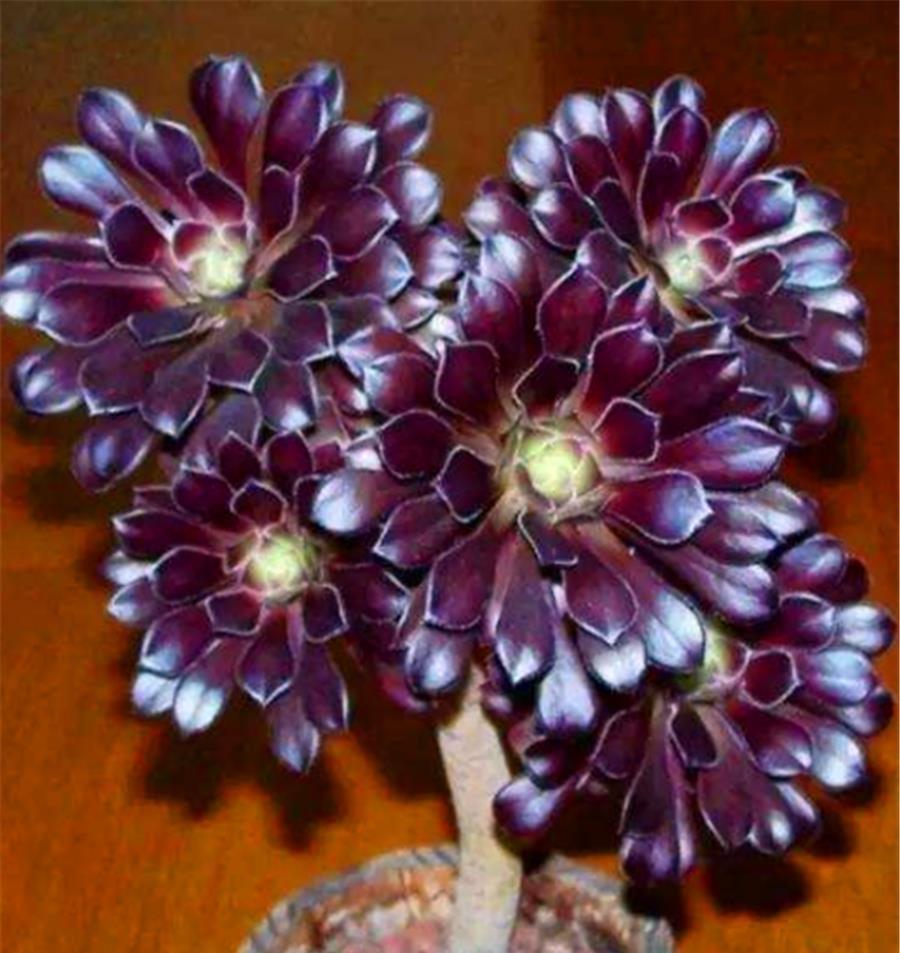 阿勇|法师夏天总黑腐?做好“1多1少1适中”,不落叶颜色美