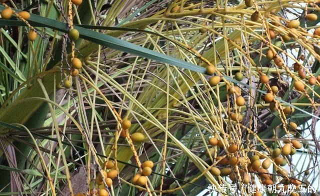 此种果树不怕寒冷,最适合冬春育苗,当盆栽观赏价值不比花草差!