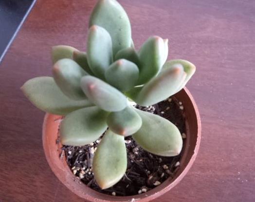 养多肉,就养3种“美人”,叶肥、颜色亮,一年到头“肉嘟嘟”