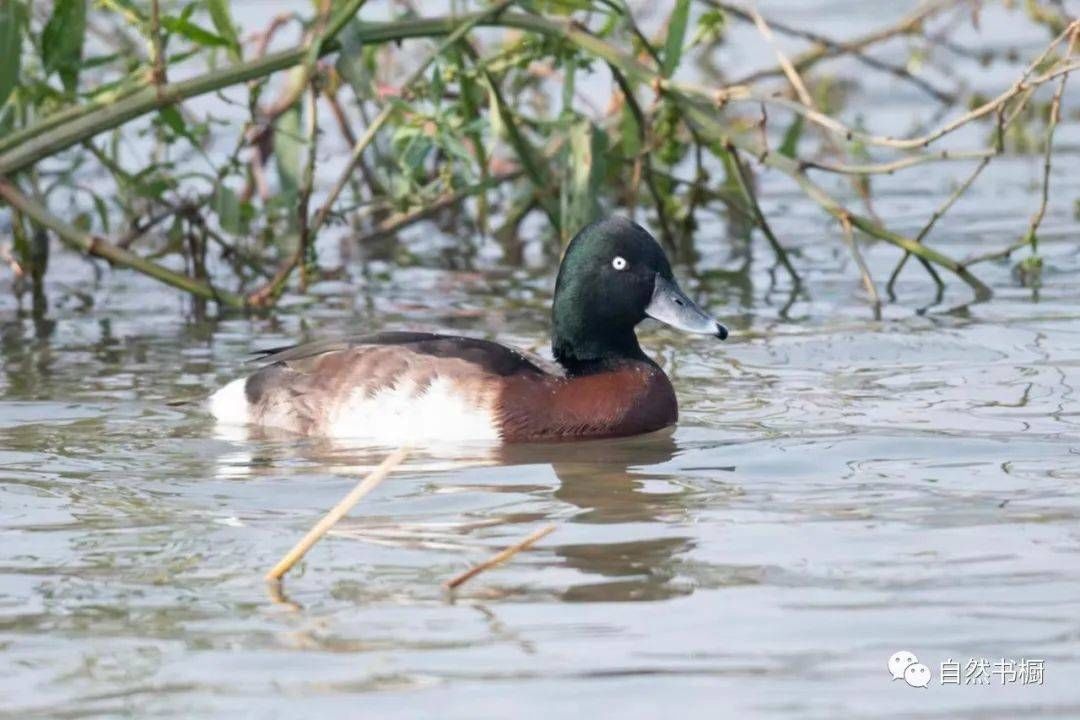 世界湿地日｜成都观鸟会会长沈尤：指示物种是生态环境的风向标
