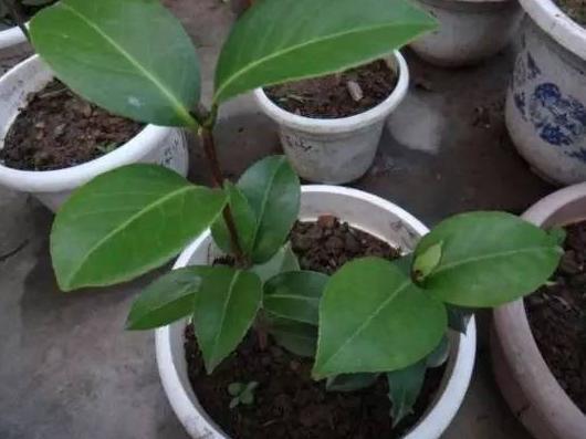 扦插|冬季扦插这4样花卉植物，成活率更高，来年开春就芽满枝