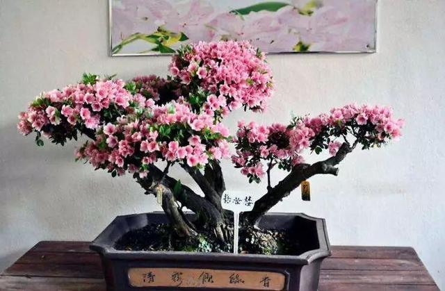 花土硬得像石头,烂根又黄叶,灌点它很快变松软,不用换土!