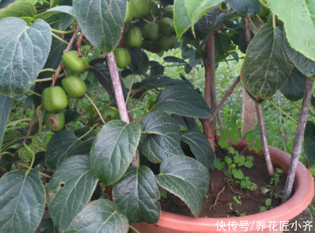 阳台上有空位，盆栽6种“果树”，不仅能观赏，还能吃水果