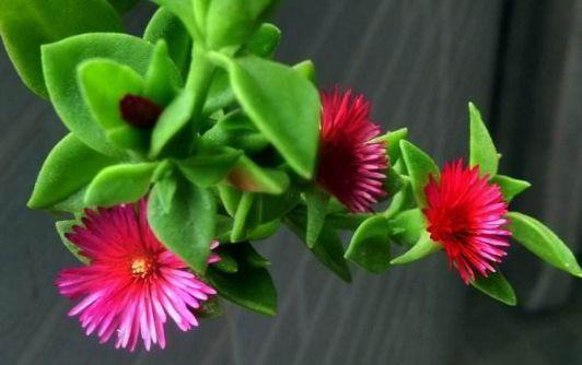 几款花卉超美的,全年开花不停,花朵烂漫迷人