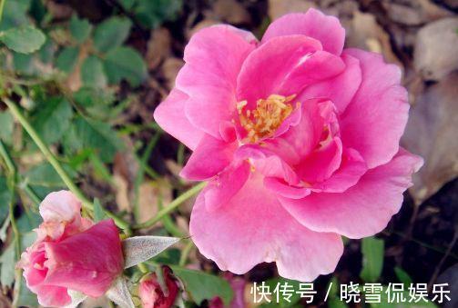 洋兰|8月11日-8月22日，庭院选这几款花，花大色艳花期长，四季花开