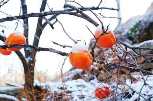 一方水土：这条沟的柿子一直不摘，雪打红柿特别美