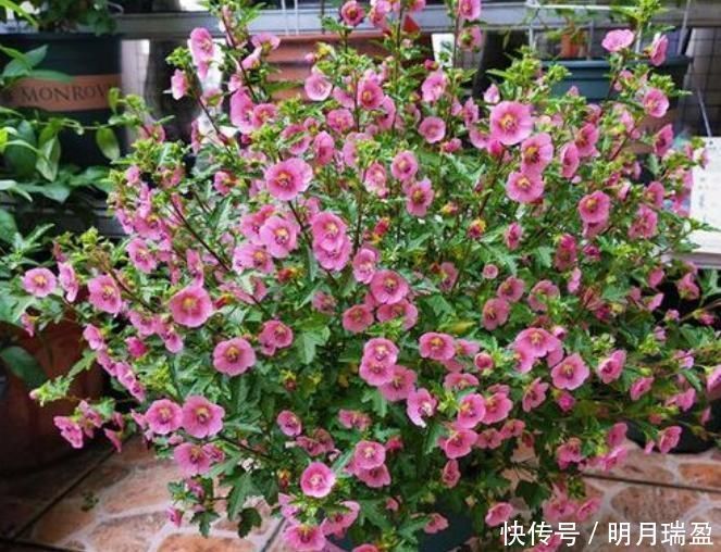 3种漂亮花,家里养一盆最合适,一开就是300多天,开花漂亮花期长