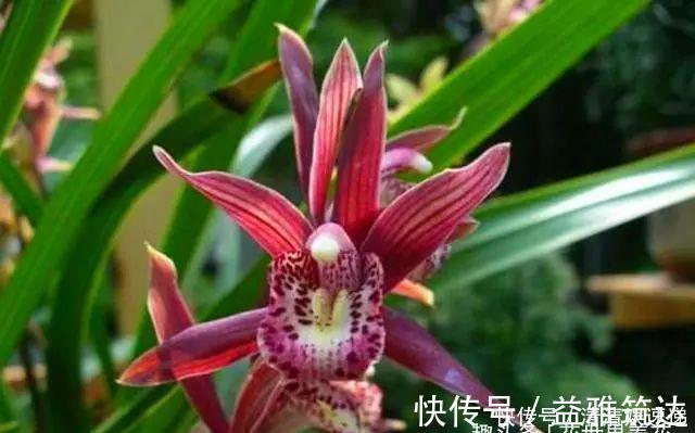 旧筷子养花真不错，直接插在花盆里，这次浇水心里有数了