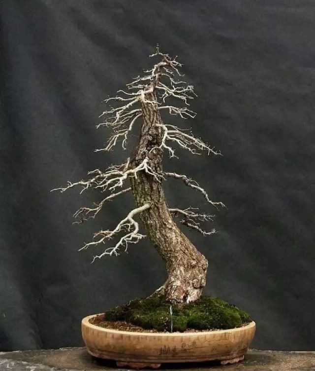 看到这些盆景以前的样子，我也是服了