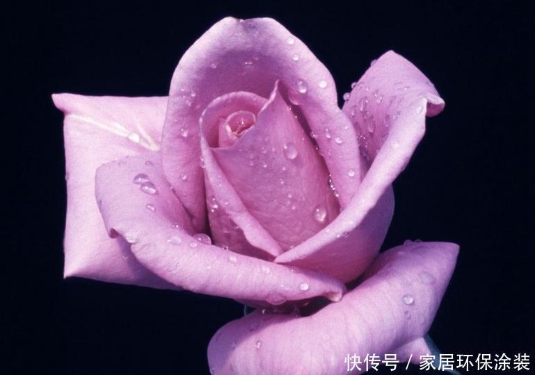 20款紫色月季品种。浓香、抗病非常好养,天然紫色唯美盛开