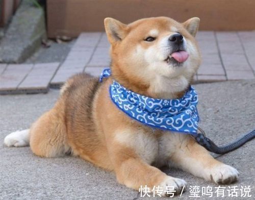 小恶魔|新手养狗,这0~12个月狗狗成长指南,赶快来看看吧