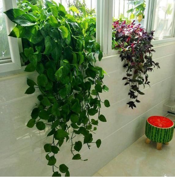 淘米水加点料,没有异味,肥效能翻10倍,养啥花都旺