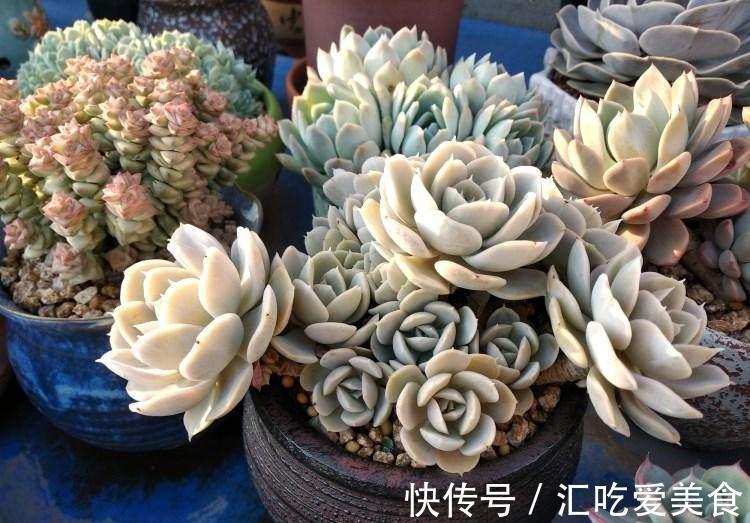 关于养多肉缓苗,这次好好说说