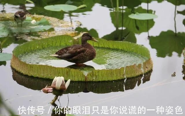 惹不起的花，叶子直径3米大，一片叶子盖住3个人