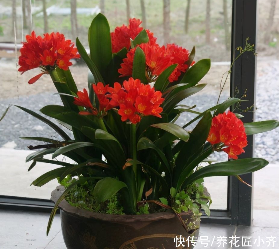 君子兰要“喂饱”，做好“三足”，植株强健才能安全度夏