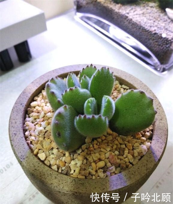 多肉熊童子养胖不难,做好3方面,小熊变胖熊!