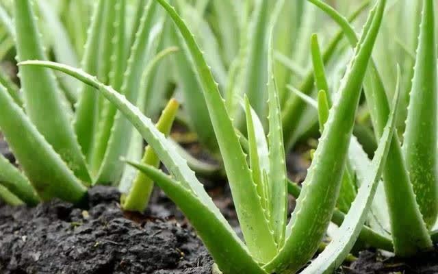 “聪明人”喜欢养的5种花,真能减少病菌吗?养之后:想多养几盆