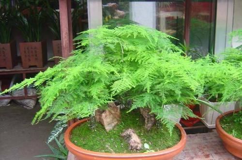  瘦弱|文竹怎么养，那么瘦弱，能养好吗