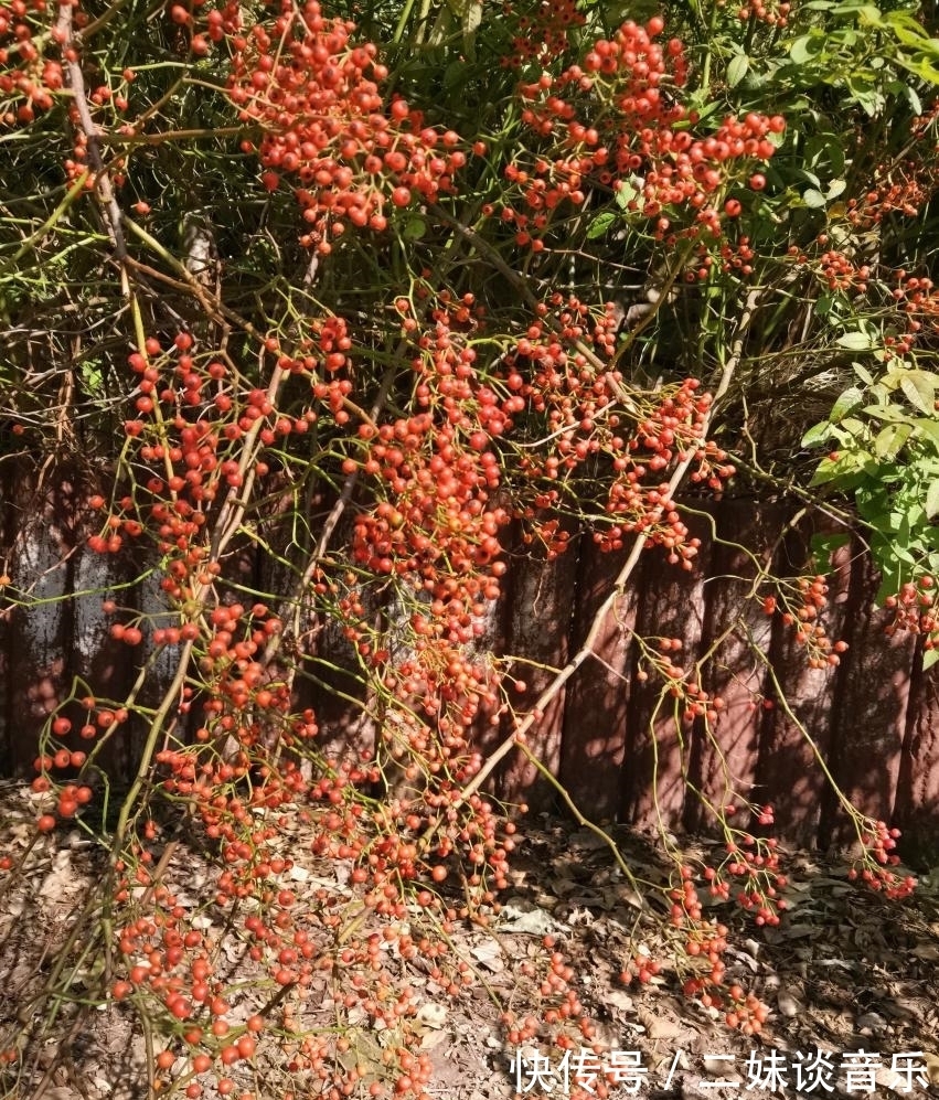 枫叶|济南最美秋天，哪里的景色最撩人？