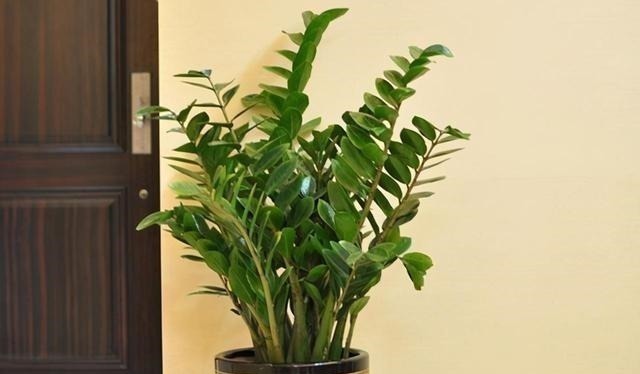 家里有养这5种花,别老是拿去晒太阳,容易晒出问题!