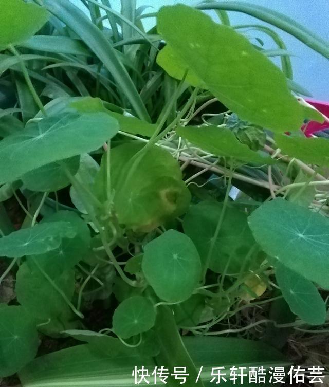 金丝荷叶花。不开花,看叶子也挺好看的