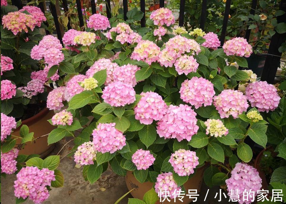 贝拉|家里有院子,建议养这5种花,高级的私家花园至少养一种