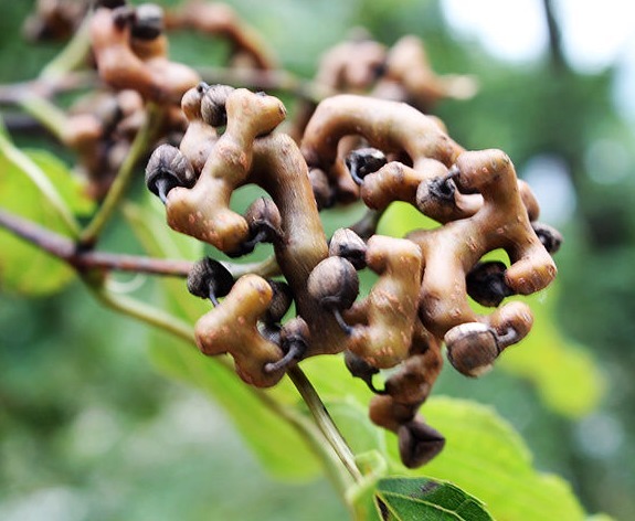 清热解毒|女人怕老不用愁,吃点这3大果子,美颜补血,健脾补肾,滋润补水