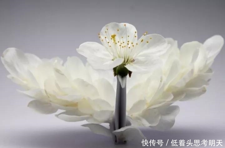  重样|每天折一只千纸鹤，他坚持了1000天不重样，女友被感动到梨花带雨