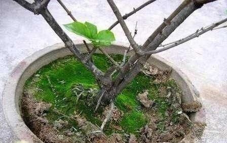 家家|养花土板结“戳不动”,“2种水”家家都有,七天浇1次,疏松肥沃