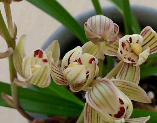 以“香味”著名的兰花,正格荷瓣,花香四溢,易芽易花,四季开花