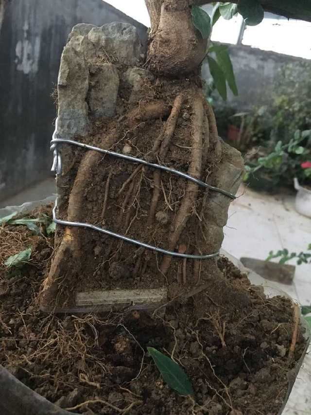  以看到|石榴盆景提根改造，图说石榴附石盆景的改造过程