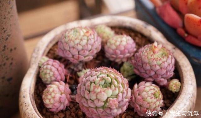 6种多肉“又美又难养”,新手不敢碰,浇水必黑腐,一入夏就剩盆!