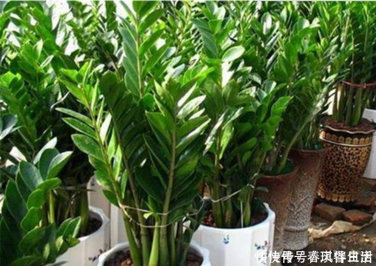 事业|4种花养了就爆盆,好养又漂亮,沾土就活,家里养一盆,事业兴旺