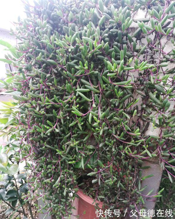 农历9月23日霜降后,养什么花?以下3种花,金玉满堂喜气盈盈