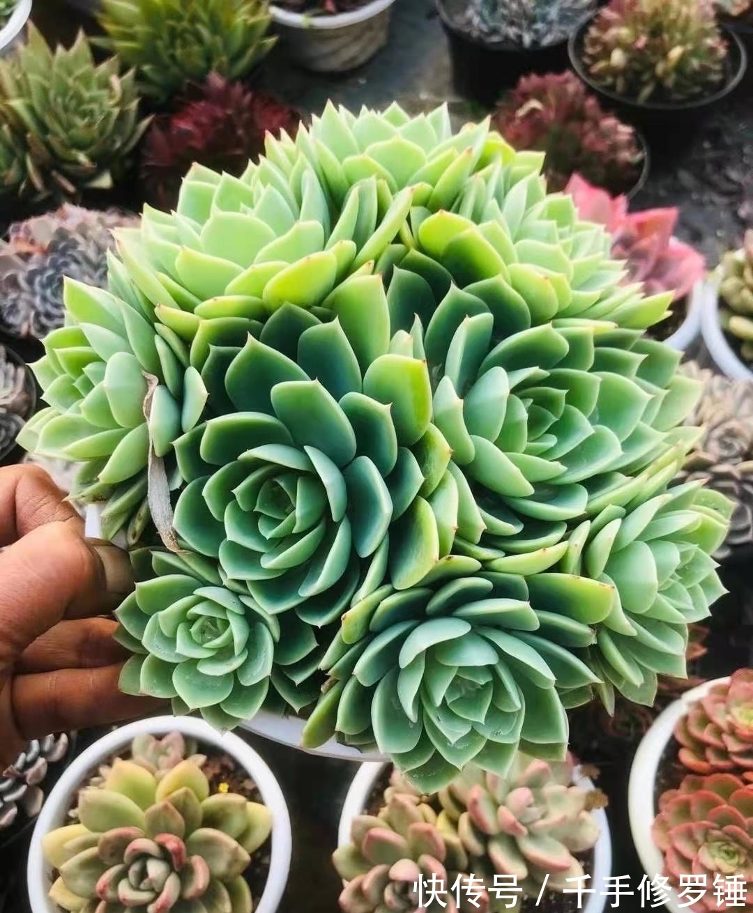 小苗|如何让小苗快速长大,掌握好这3点,多肉又大又好看