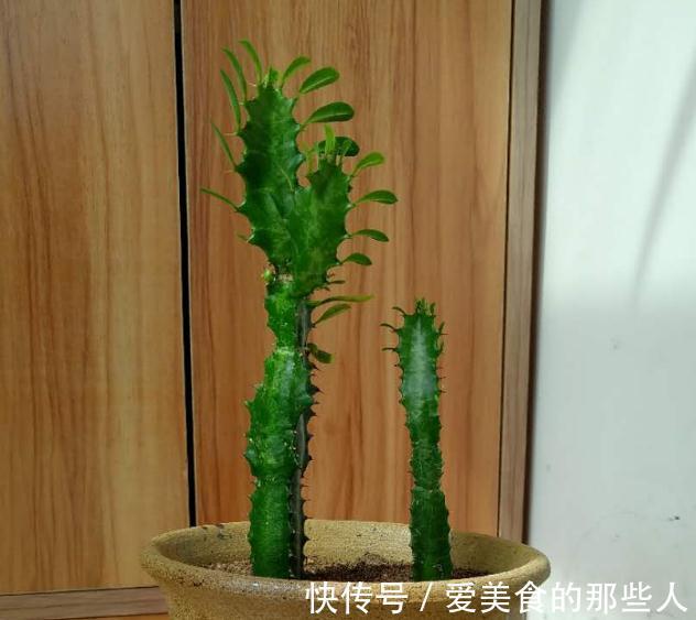 霸气的龙骨出状况,直接砍头扦插,还能促生成塔型,可谓一举多得