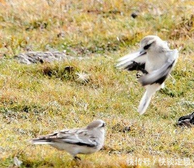 飞行|新疆雪雀,高原鸟,孤独的飞行者!